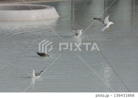 Yellow-legged gulls Larus michahellis michahellis. Yellow-legged gulls Larus michahellis michahellis. 136431666