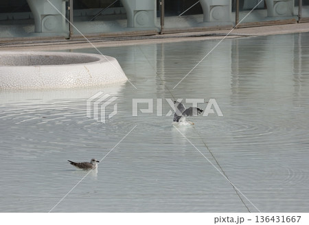 Yellow-legged gulls Larus michahellis michahellis. Yellow-legged gulls Larus michahellis michahellis. 136431667