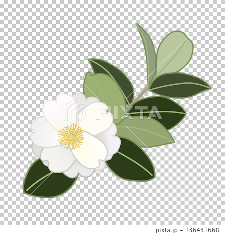 白色山茶花枝插圖 白色山茶花枝插圖 136431668