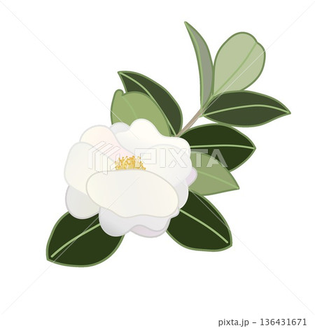 白い寒椿の小枝イラスト 136431671