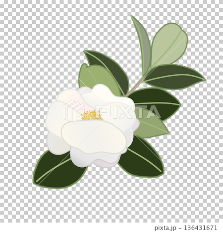 白い寒椿の小枝イラスト 136431671