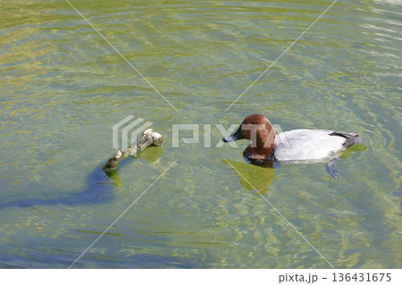 Male common pochard. 136431675