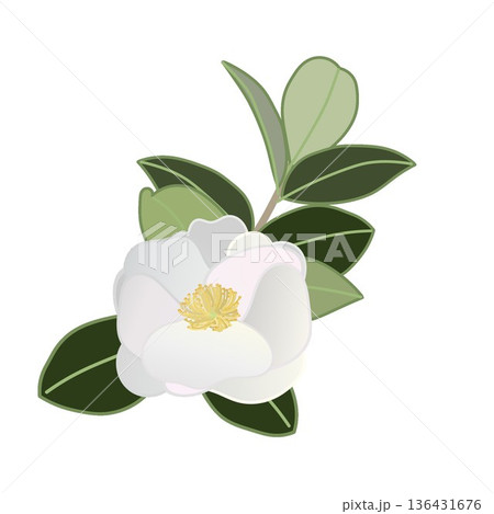 白い寒椿の小枝イラスト 136431676