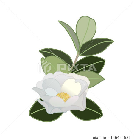 白い寒椿の小枝イラスト 136431681