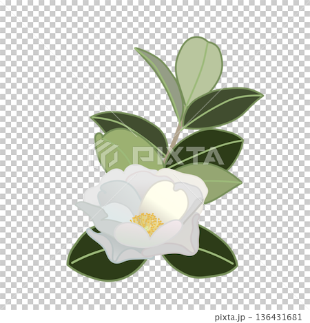 白い寒椿の小枝イラスト 136431681