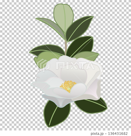 白色山茶花枝插圖 白色山茶花枝插圖 136431682