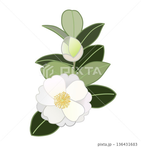 白い寒椿の小枝イラスト 136431683