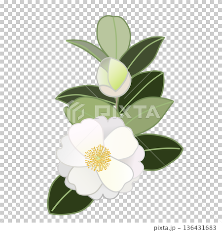 白い寒椿の小枝イラスト 136431683
