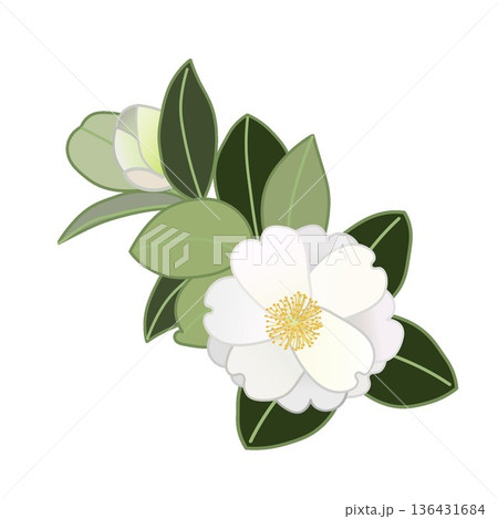 白い寒椿の小枝イラスト 白い寒椿の小枝イラスト 136431684