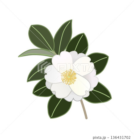 白い寒椿の小枝イラスト 白い寒椿の小枝イラスト 136431702