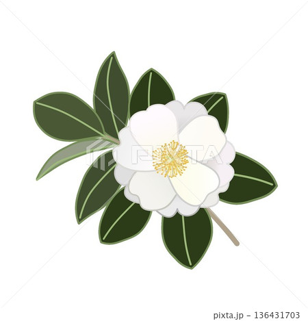 白い寒椿の小枝イラスト 136431703