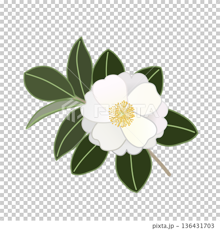 白い寒椿の小枝イラスト 136431703