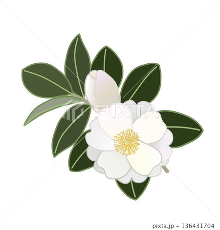 白い寒椿の小枝イラスト 136431704