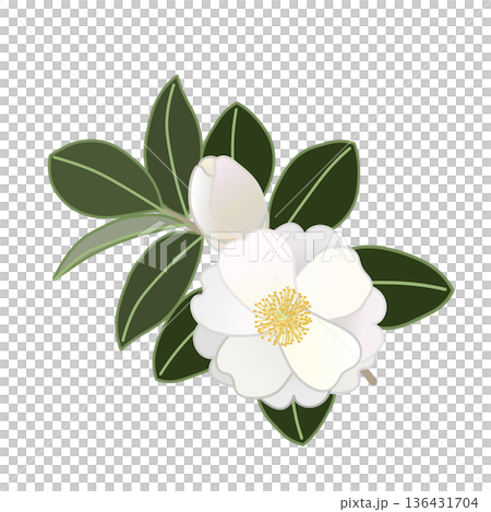 白い寒椿の小枝イラスト 136431704