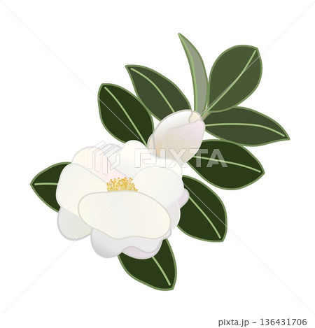 白い寒椿の小枝イラスト 136431706