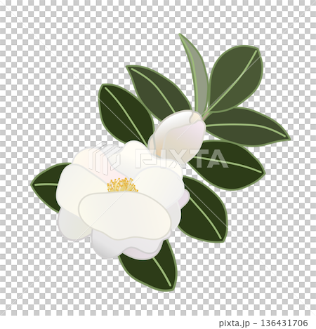 白い寒椿の小枝イラスト 136431706