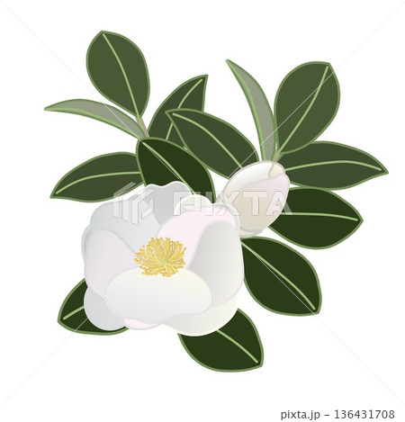 白い寒椿の小枝イラスト 白い寒椿の小枝イラスト 136431708