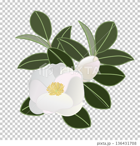 白い寒椿の小枝イラスト 白い寒椿の小枝イラスト 136431708