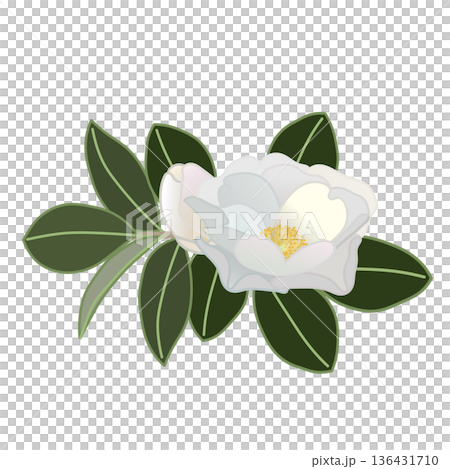 白色山茶花枝插圖 白色山茶花枝插圖 136431710