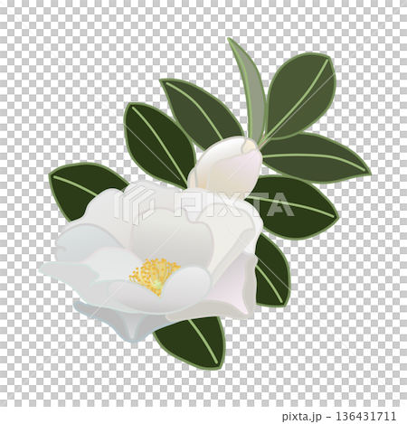 白色山茶花枝插圖 136431711