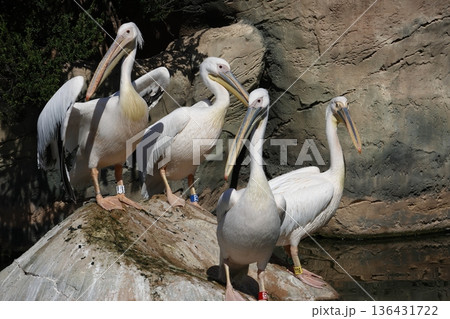 Great white pelicans. 136431722