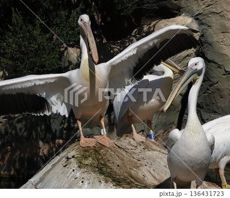 Great white pelicans. 136431723