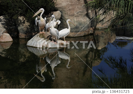 Great white pelicans. 136431725