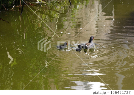 Common moorhens Gallinula chloropus chloropus. 136431727