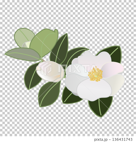 白色山茶花枝插圖 白色山茶花枝插圖 136431743