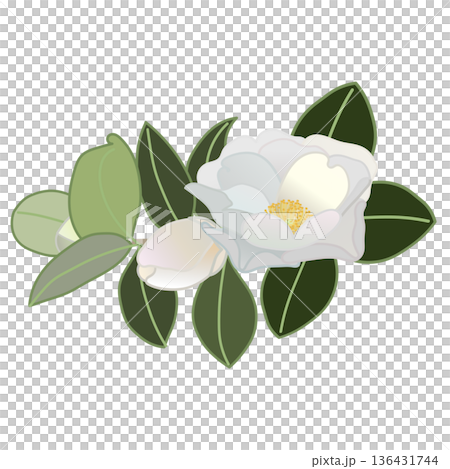 白い寒椿の小枝イラスト 白い寒椿の小枝イラスト 136431744
