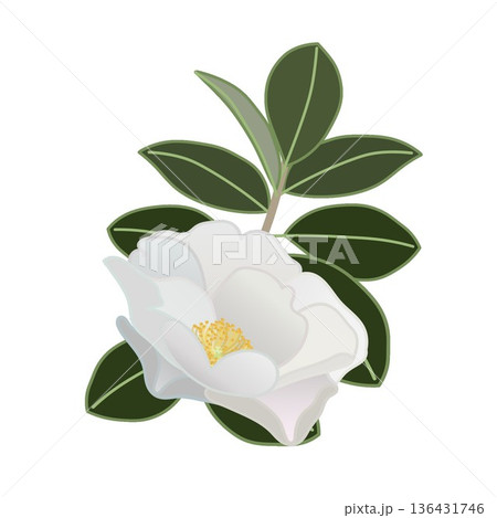 白い寒椿の小枝イラスト 136431746
