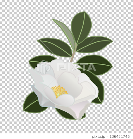 白い寒椿の小枝イラスト 136431746