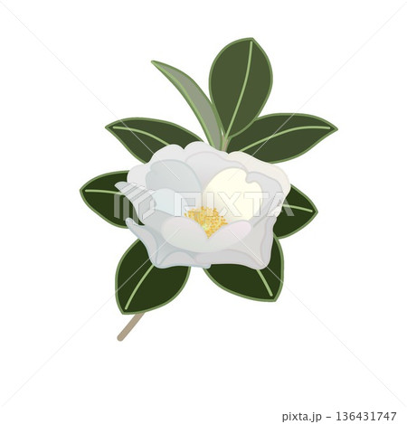 白い寒椿の小枝イラスト 136431747