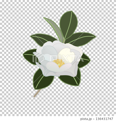 白い寒椿の小枝イラスト 136431747