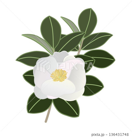 白い寒椿の小枝イラスト 136431748