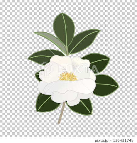 White camellia twig illustration White camellia twig illustration 136431749