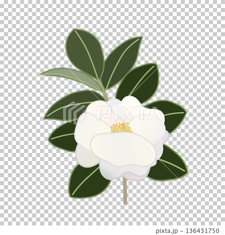 白色山茶花枝插圖 136431750