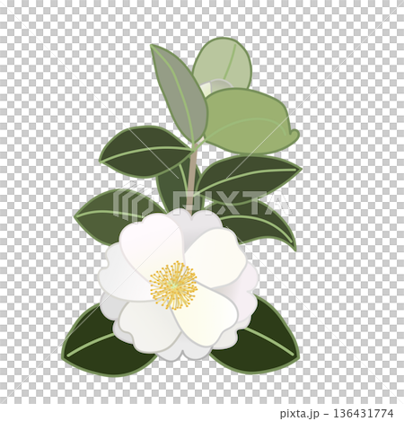 白い寒椿の小枝イラスト 136431774