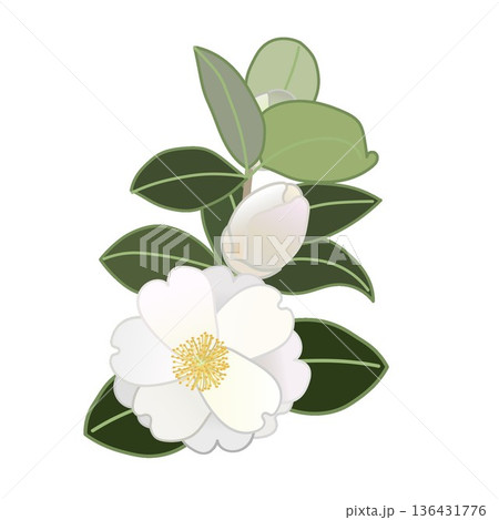 白い寒椿の小枝イラスト 136431776