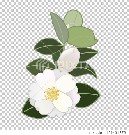 白い寒椿の小枝イラスト 136431776