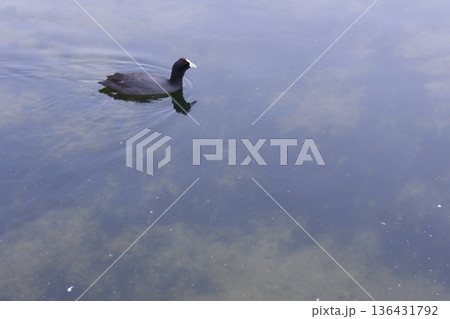 Red-knobbed coot Fulica cristata. Red-knobbed coot Fulica cristata. 136431792
