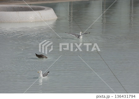 Yellow-legged gulls Larus michahellis michahellis. Yellow-legged gulls Larus michahellis michahellis. 136431794