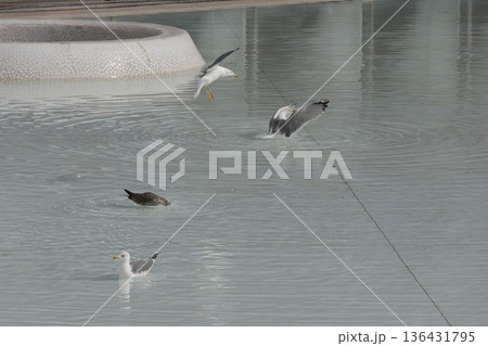 Yellow-legged gulls Larus michahellis michahellis. Yellow-legged gulls Larus michahellis michahellis. 136431795