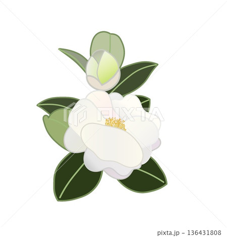 白い寒椿の小枝イラスト 136431808