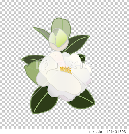 白色山茶花枝插圖 白色山茶花枝插圖 136431808