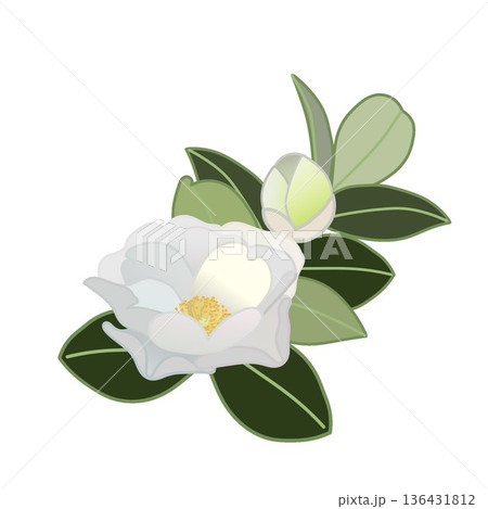白い寒椿の小枝イラスト 136431812