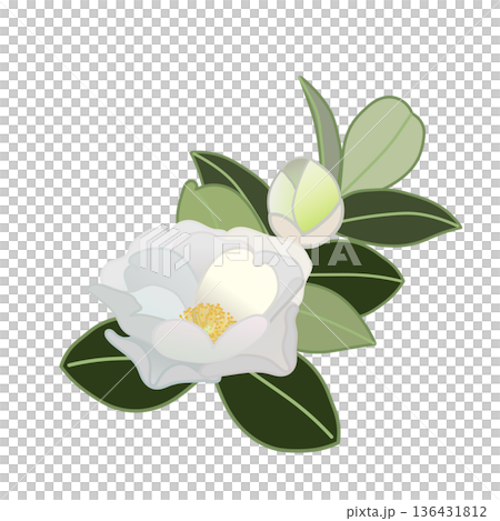 白い寒椿の小枝イラスト 136431812