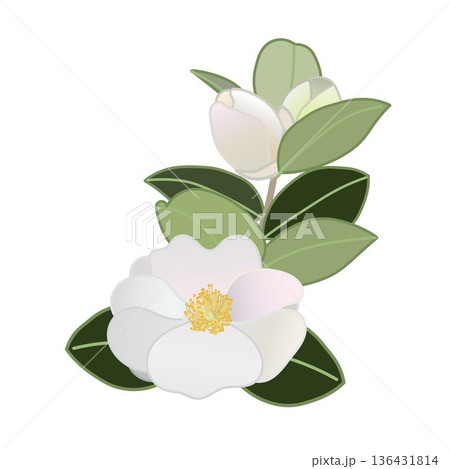 白い寒椿の小枝イラスト 136431814