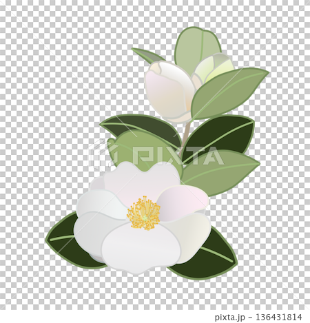 白い寒椿の小枝イラスト 136431814