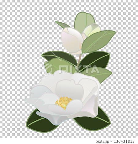 白い寒椿の小枝イラスト 白い寒椿の小枝イラスト 136431815